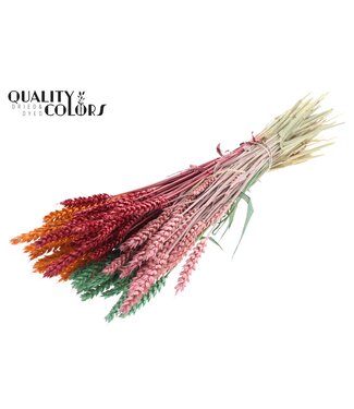 QC Triticum per bunch Summer Sorbet ( x 6 )