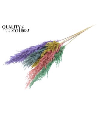 QC Pastell Prisma Pampasfedern | Pampasgras Länge 100 Zentimeter | 5 Federn pro Bund | Pro 10 Bunde