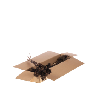 LDD Deep Brown Ammi Majus droogbloemen | Lengte 65 centimeter | Smart Box | Per 3 bossen