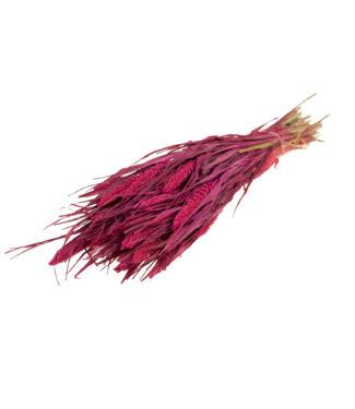 LDD Setaria Italica séchée | Shopbox fleurs séchées rouges | Par 3 bouquets