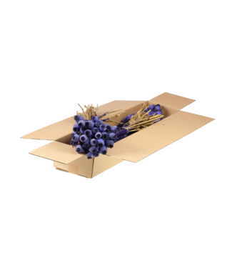 LDD Pavots séchés | Shopbox Fleurs séchées violettes | Par 4 bouquets