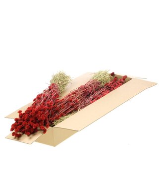 LDD Phalaris séchée | Shopbox fleurs séchées rouges | Par 4 bottes