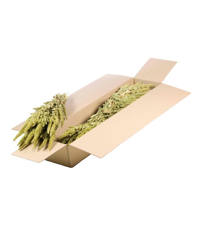 Amaranthus SB natural green ( x 4 )