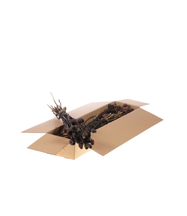 Gedroogde Papavers | Shopbox deep brown droogbloemen | Per 4 bossen te bestellen