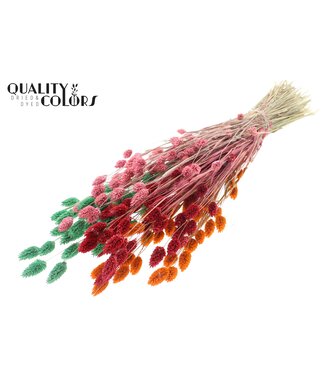 QC Phalaris per bunch Summer Sorbet ( x 6 )