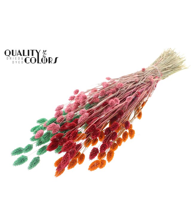 Phalaris per bunch Summer Sorbet ( x 6 )