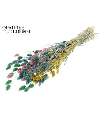 QC Phalaris per bunch Pastel Prism ( x 6 )