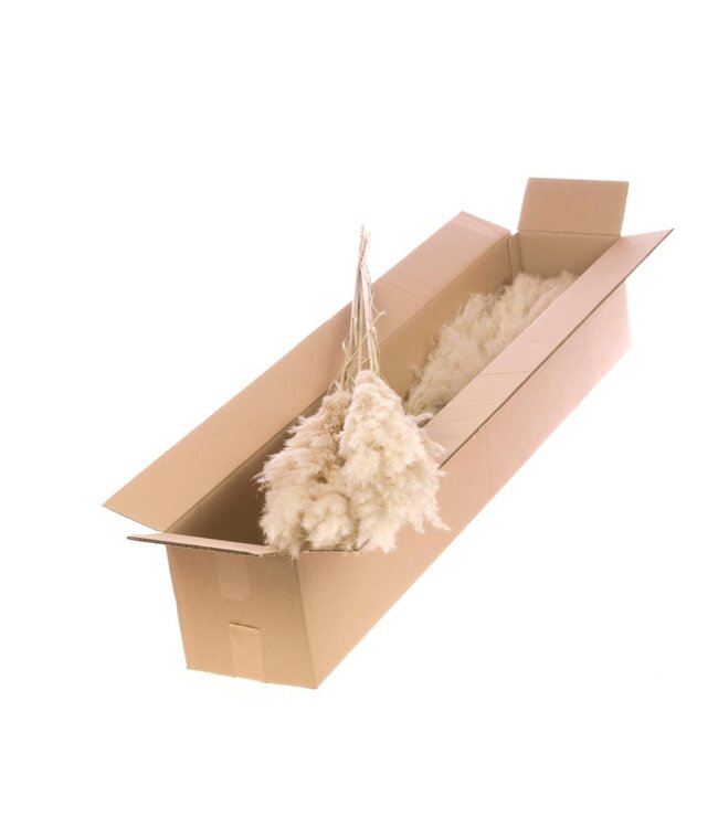 Cortaderia plum 115cm medium 5pc SB natural ( x 4 )
