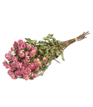 LDD Roses spray light pink natural ( x 20 )