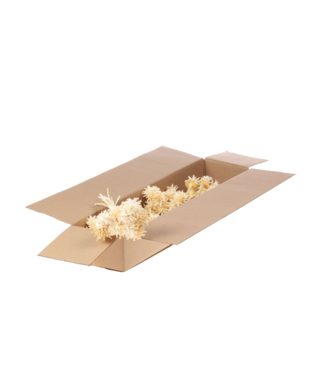 LDD Plumosum branch 10pc SB bleached white ( x 5 )