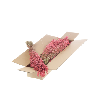 LDD Briza maxima SB pink | Per 5 stuks