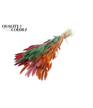 QC Setaria per bunch Summer Sorbet ( x 6 )