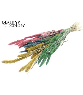 QC Setaria per bunch Pastel Prism ( x 6 )
