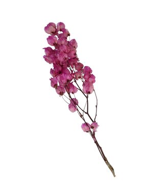 4A Fuchsiafarbene getrocknete Bougainvillea | Länge 45-55 Zentimeter | Pro Stück