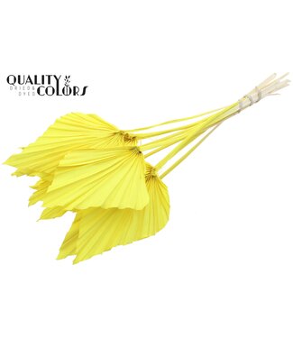 QC Palm Spear Séché | Feuilles de palmier jaune intense en forme de lance | Par 50 pièces