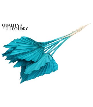 QC Getrocknete Palm Spear | Intens Türkis Palmenblätter in Speerform | Pro 50 Stück