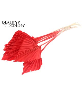 QC Getrocknete Palm Spear | Intens Rote Palmblätter in Speerform | Pro 50 Stück