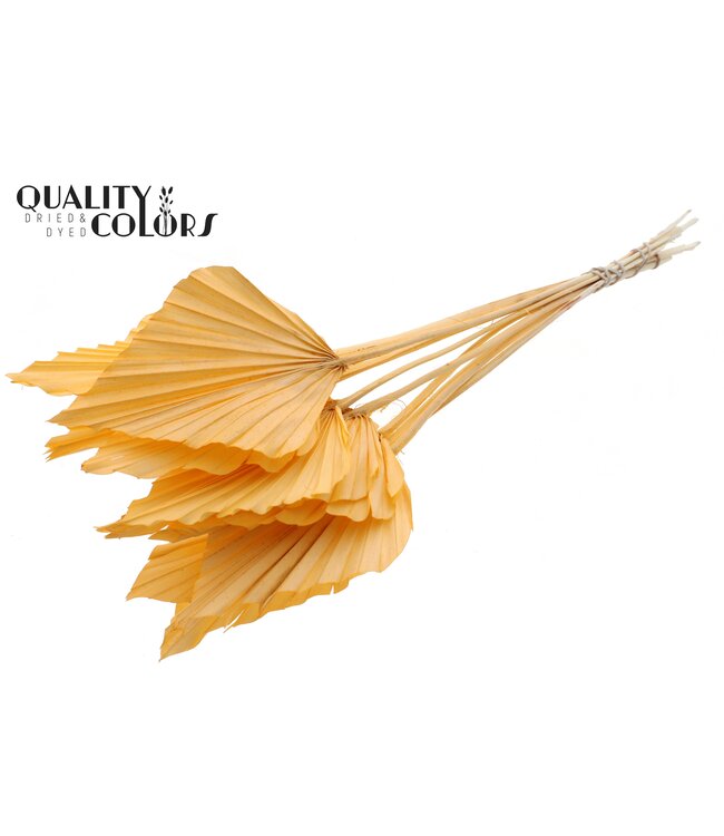 Palm Spear Séchée | Feuilles de palmier en forme de lance couleur saumon intense | Commande par 50 pièces