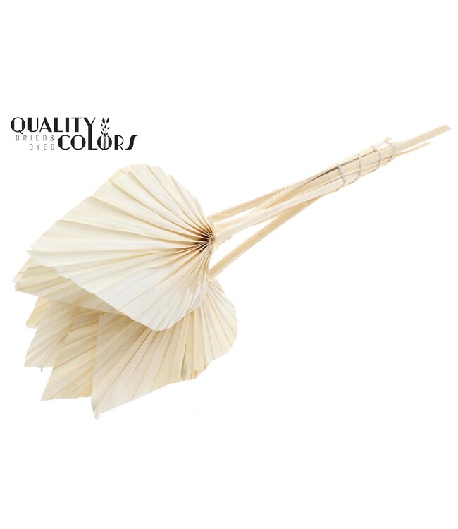Palm Spear Séché | Feuilles de palmier blanches intenses en forme de lance | Disponible par lot de 50 pièces