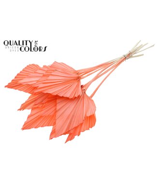QC Palm Spear Séchée | Feuilles de palmier en forme de lance d'une couleur corail intense | Par 50 pièces