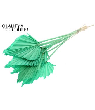 QC Palmier Séché en Lance | Feuilles de Palmier Vert Menthe Intense en forme de lance | Par 50 pièces