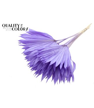 QC Getrocknetes Palmblatt | Palm Sun Spear Intens Milka | Pro 50 Stück