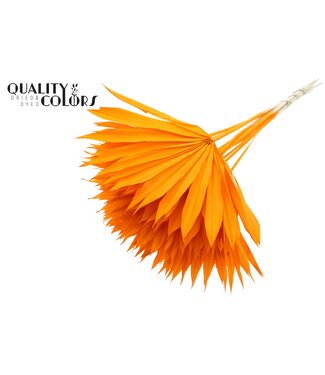 QC Getrocknetes Palmblatt | Palm Sun Spear Intens Orange | Pro 50 Stück