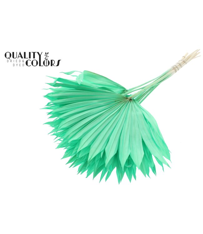 Getrocknetes Palmblatt | Palm Sun Spear Intens Mintgrün | Pro 50 Stück zu bestellen