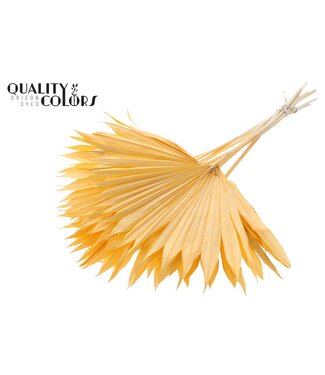 QC Feuille de palmier séchée | Lance de soleil palmier intensément saumon | Par 50 pièces