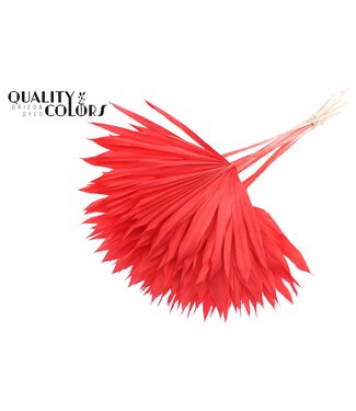 QC Feuille de Palmier Séchée | Lance de Soleil Palmier Intensément Rouge | Par 50 pièces