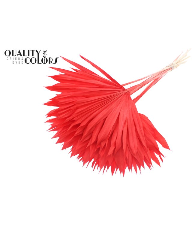Feuille de palmier séchée | Lance de soleil de palmier intensément rouge | Commandable par 50 pièces