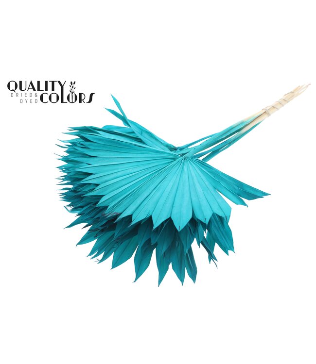 Feuille de Palmier Séchée | Lance de Soleil Palmier Intens Turquoise | Commandable par 50 pièces