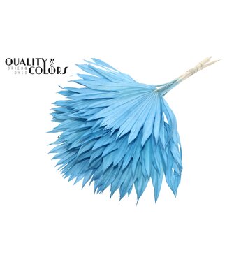 QC Getrocknetes Palmblatt | Palm Sun Spear Intens Hellblau | Pro 50 Stück