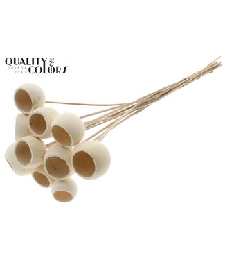 QC Bell Cup on stem Intense White | Per 50 stuks