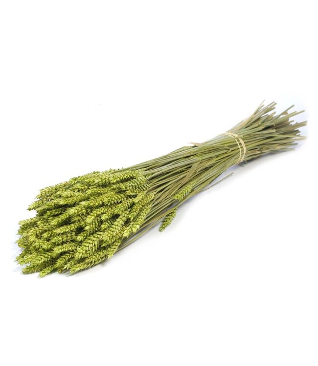 Blé séché | Fleurs séchées vertes | Commande par 20 bouquets