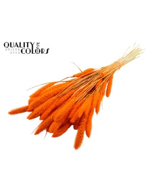 QC Setaria per bunch Intense Orange ( x 6 )