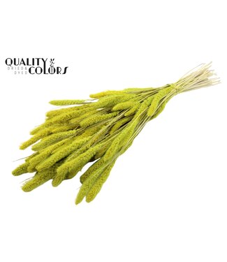QC Setaria per bunch Intense Mint Green ( x 6 )