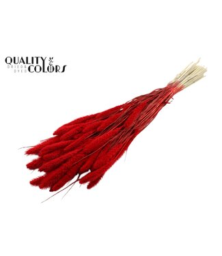 QC Setaria per bunch Intense Red | Per 6 stuks