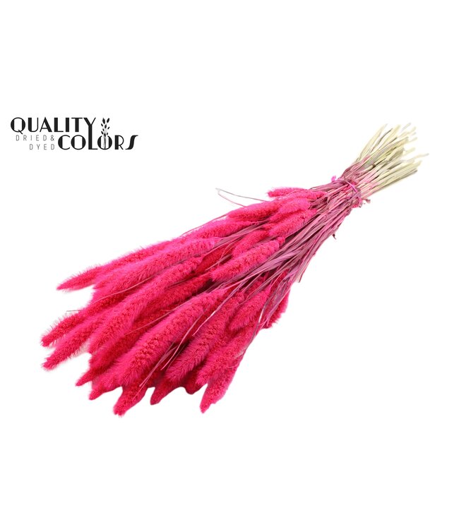 Setaria per bunch Intense Cerise ( x 6 )