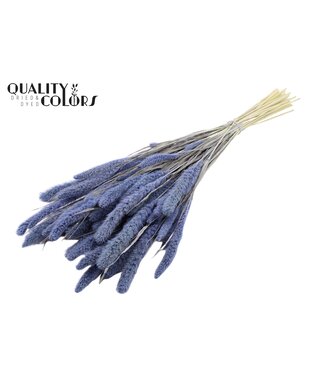 QC Setaria per bunch Intense Frosted Milka ( x 6 )
