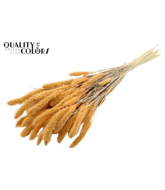 QC Setaria per bunch Intense Salmon ( x 6 )