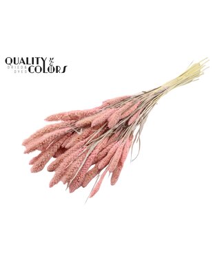 QC Setaria per bunch Intense Frosted Pink ( x 6 )