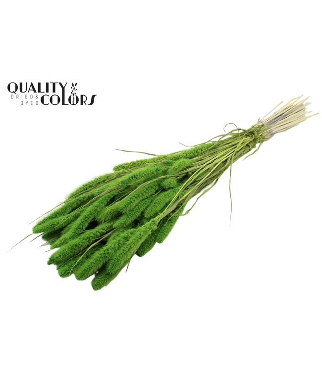Setaria per bunch Intense Green ( x 6 )