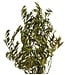 Green Preserved Olive Branches | Length 80 centimetres | Available per bunch of 150 grams