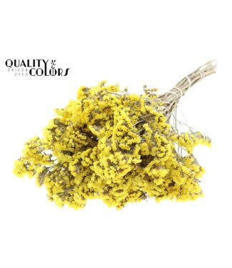 QC Statice per bunch Natural Yellow ( x 6 )