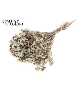 QC Statice per bunch Natural White ( x 6 )