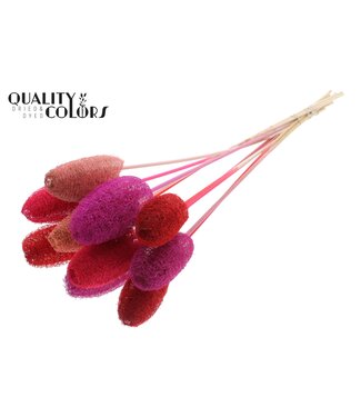 QC Luffa Mini on stem Love Mix ( x 50 )