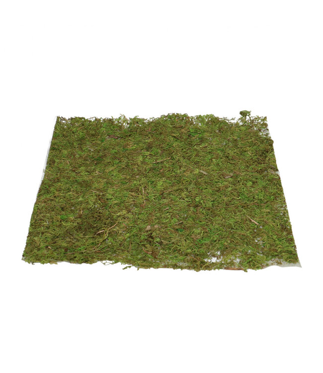 Groen vierkant droogdeco mos tapijt | Diameter 28  centimeter | Per stuk te bestellen