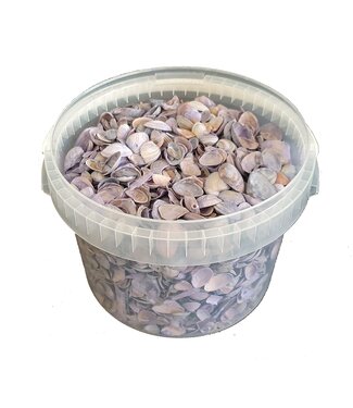 QC Matte multicoloured North Sea shells | Contents 3 litres | Per bucket