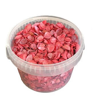 QC Rote Nordseemuscheln | Inhalt 3 Liter | Pro Eimer
